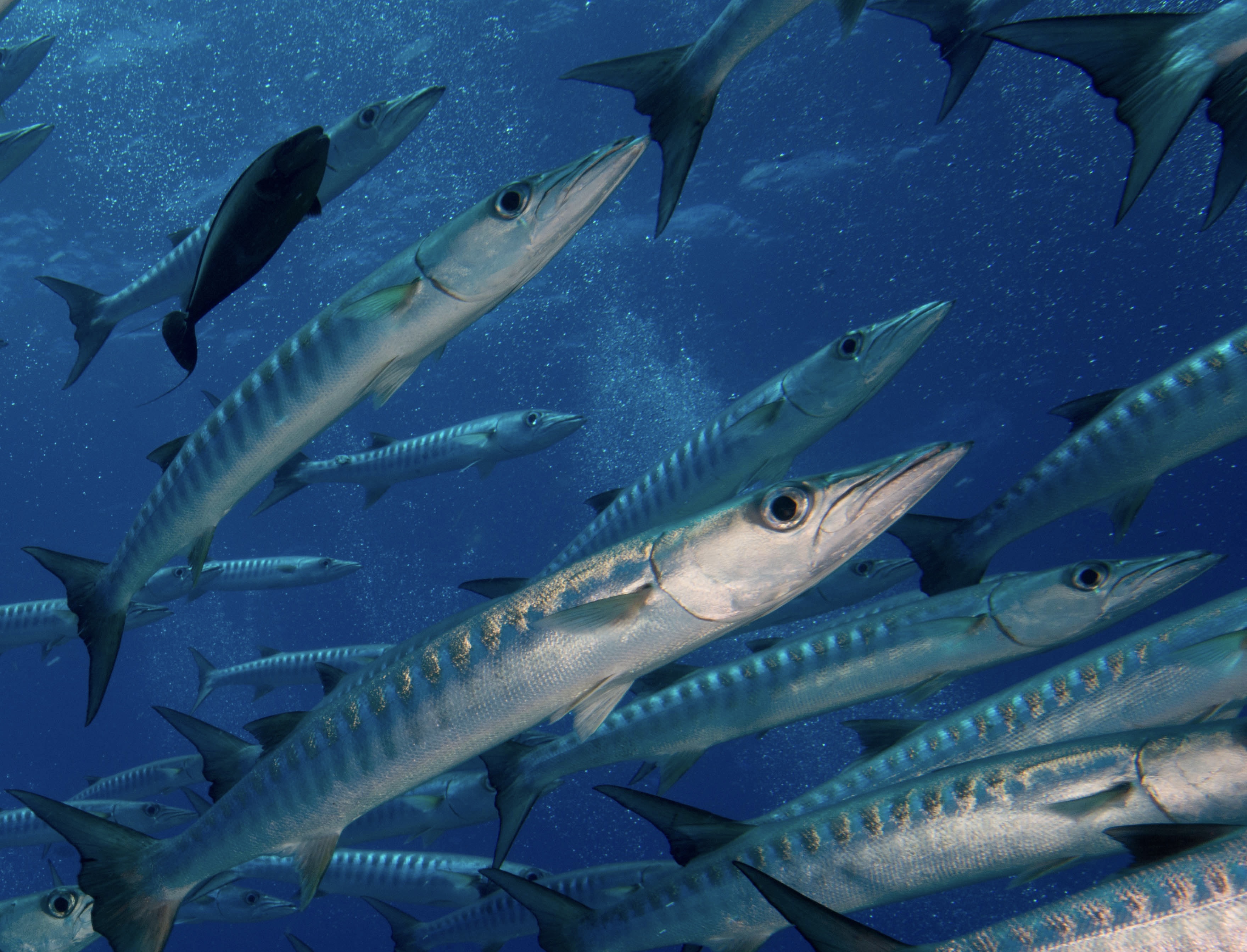 Aliens and natives, barracudas increasingly widespread in the warm Mediterranean