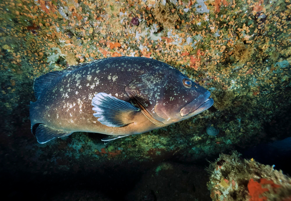 The brown grouper, a precious indicator of the sea's balance