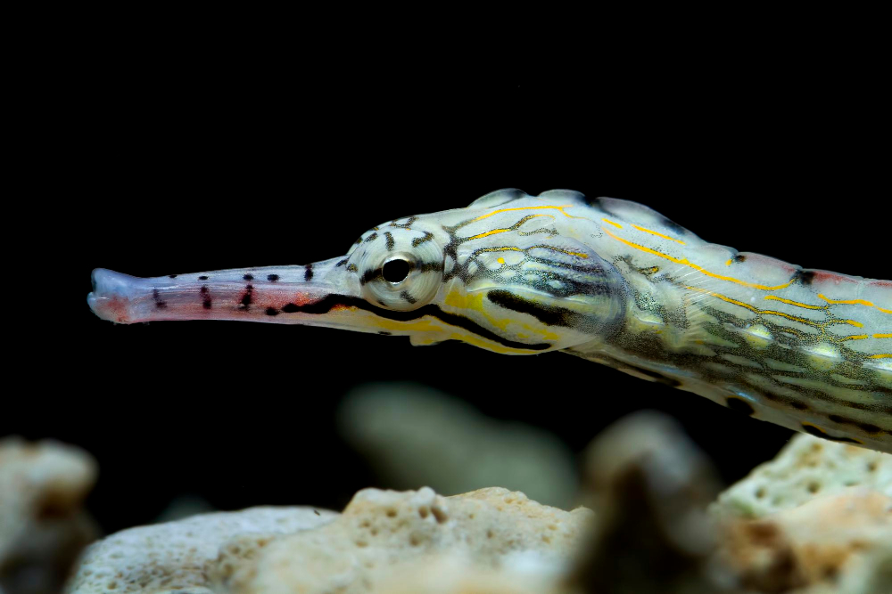 The unusual male gestation of the mimetic Hippocampus