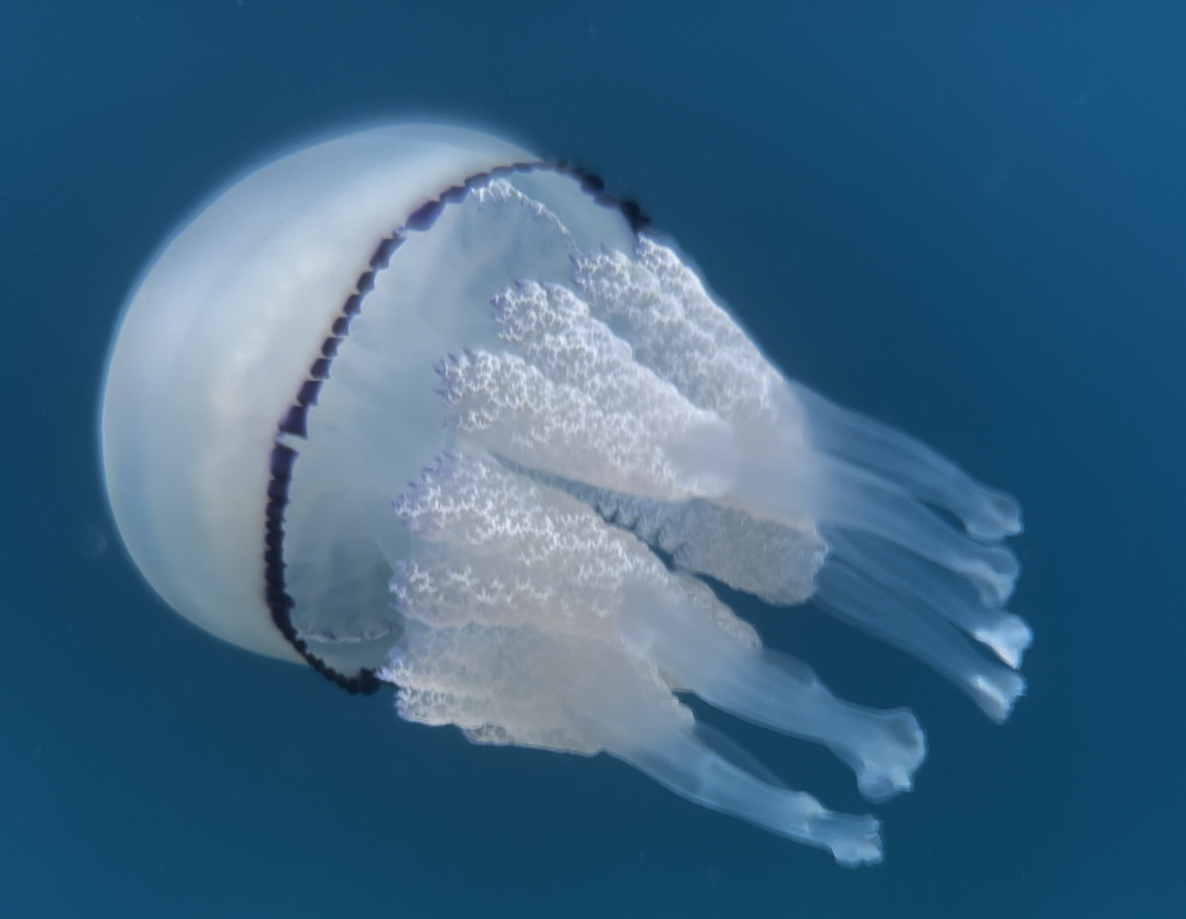 The largest jellyfish in the Mediterranean, the Barrel Jellyfish
