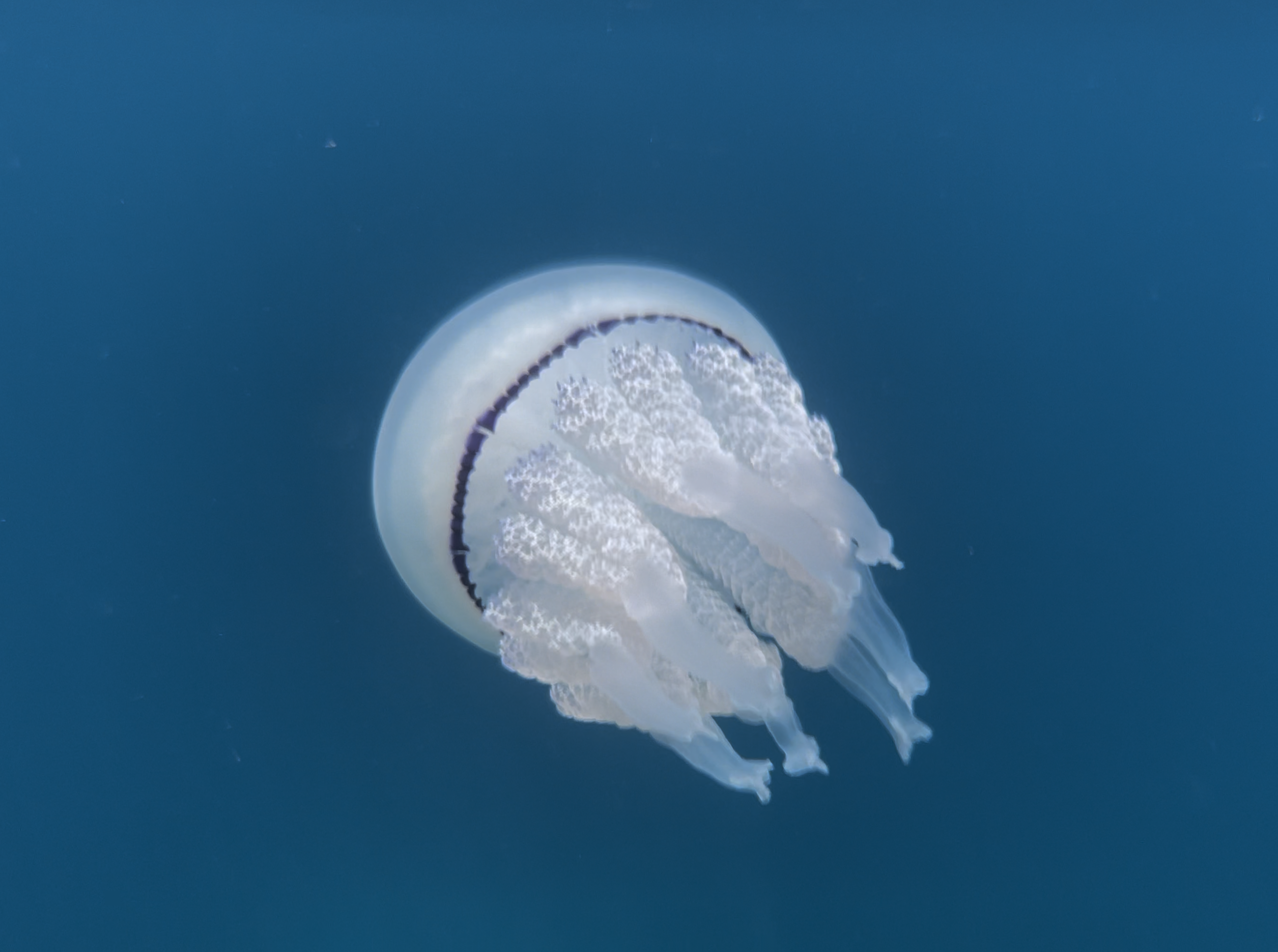 La più grande medusa del Mediterraneo, il Polmone di mare