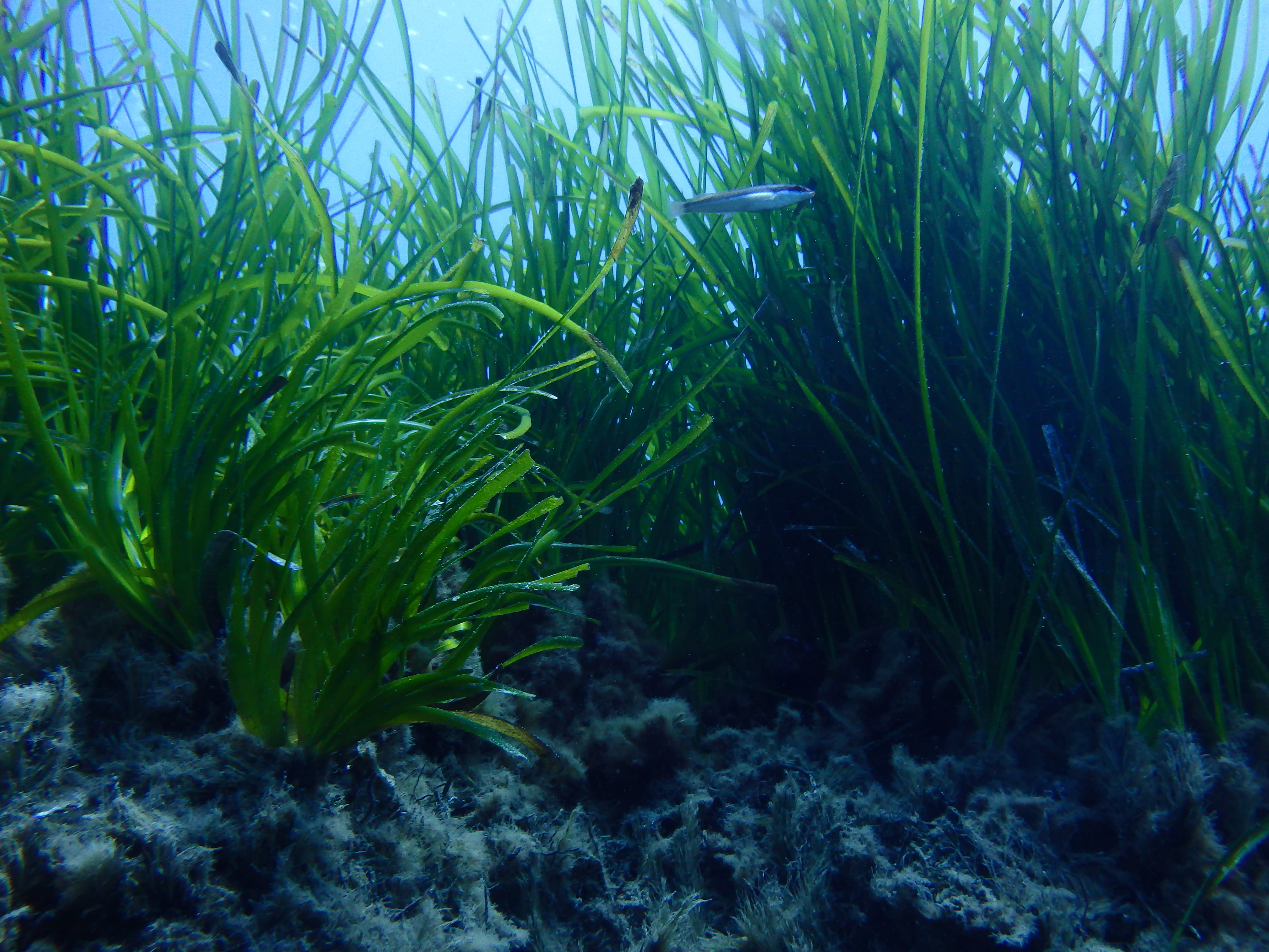 Si è concluso il ripristino della prateria di Posidonia nella neonata Amp Capo Spartivento  