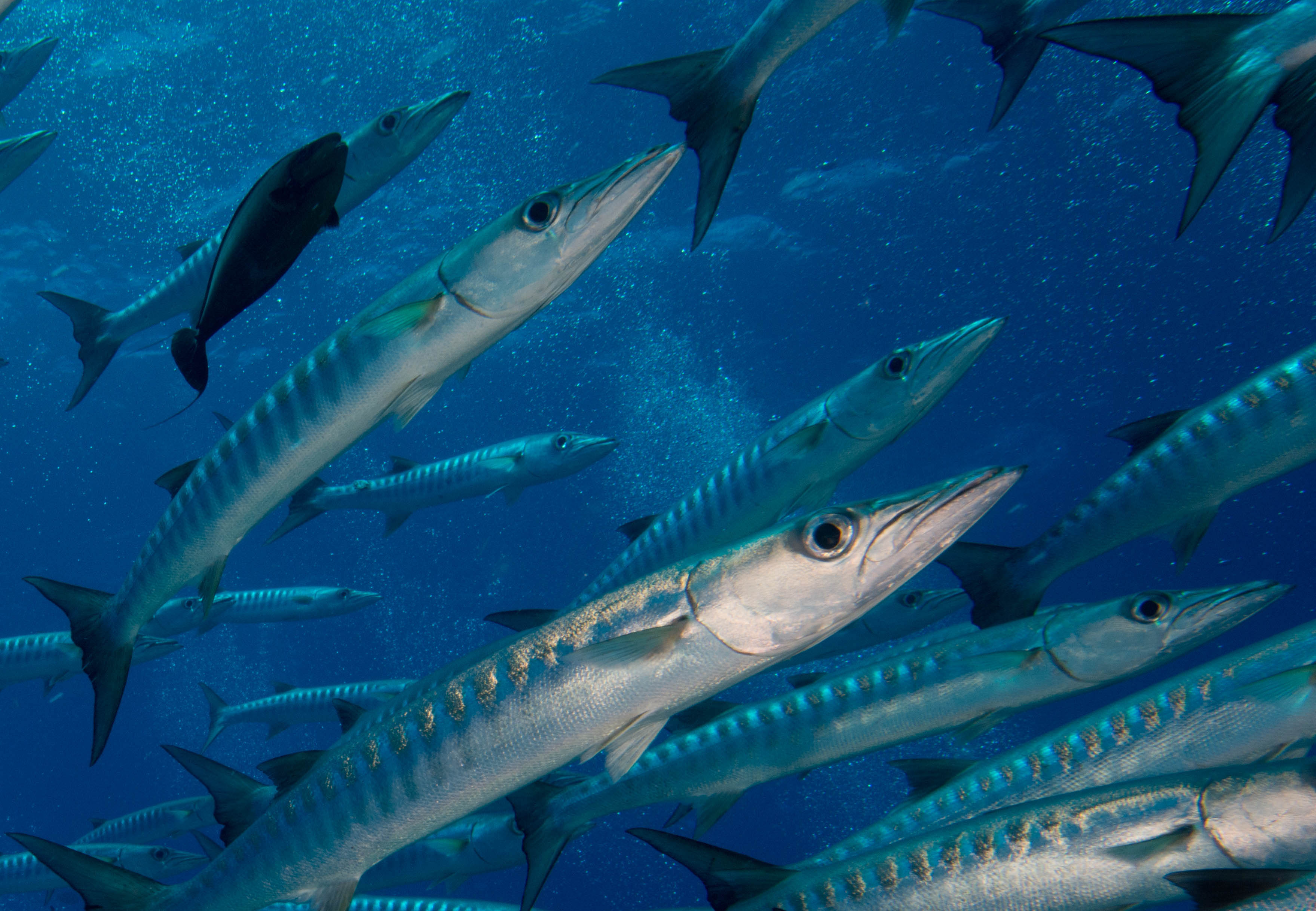 barracuda-fishes-swimming-sea.jpg