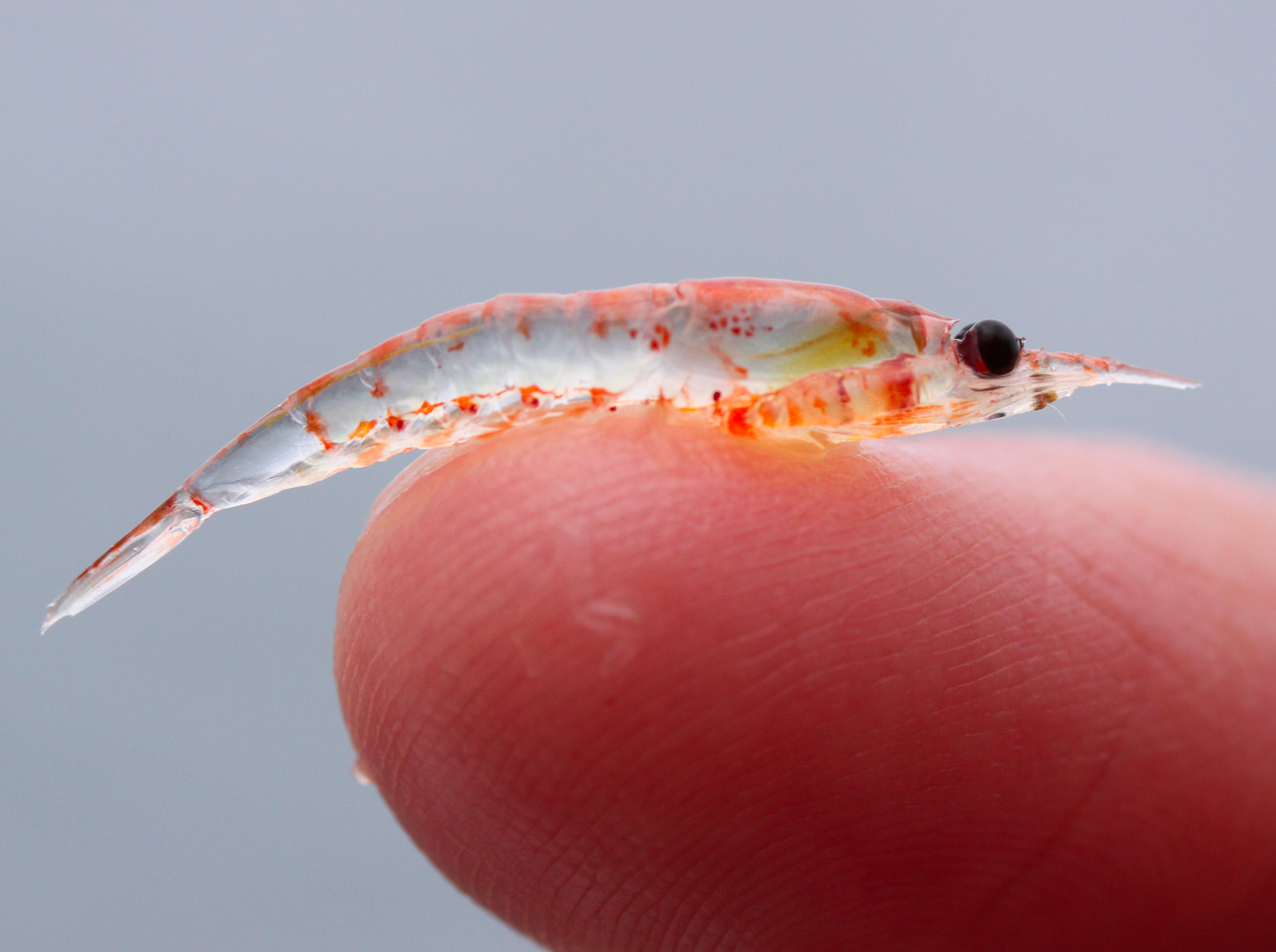 Krill, the tiny crustacean of records