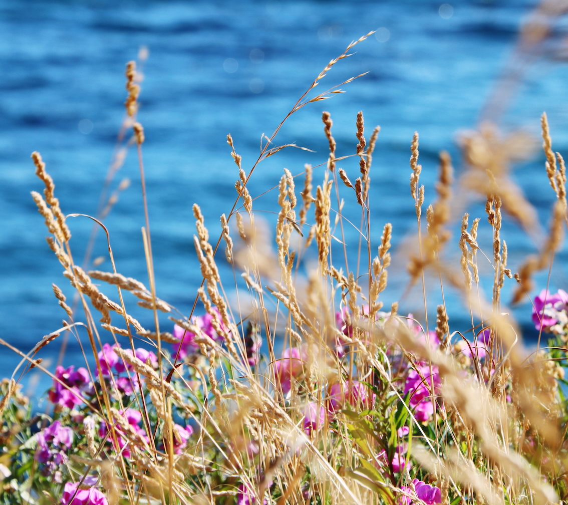 Dono al mio Mare ogni volta un fiore