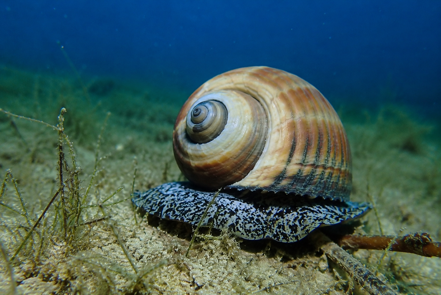 Tonna Galea, il predatore notturno dalla grande conchiglia